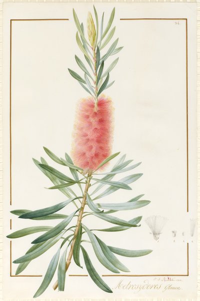 Metrosyderos Glauca, 1812 door Pierre Joseph Redouté